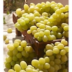 Raisin blanc en promo chez Carrefour Raisin blanc dans le catalogue Carrefour