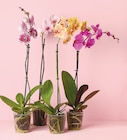 Orchidee „1-Trieber“ im Angebot bei Netto mit dem Scottie in Dresden Orchidee „1-Trieber“ Angebote bei Netto mit dem Scottie Dresden für 4,49 €