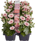 Aktuelle Blumen Angebote bei Marktkauf in Stuttgart Aktuelles Chrysanthemen multiflora oder Chrysanthemen strauß Mono Angebot bei Marktkauf in Stuttgart ab 3,99 €