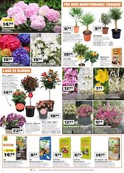 Aktueller OBI Prospekt mit Hortensie, "Biberstarke ANGEBOTE", Seite 2
