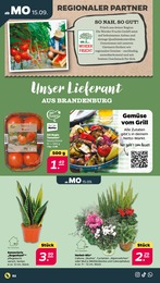 Tomaten Angebot im aktuellen Netto mit dem Scottie Prospekt auf Seite 2