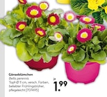 Gänseblümchen im aktuellen Hellweg Prospekt