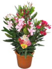 Oleander 'Trio' von GROW by OBI im aktuellen OBI Prospekt