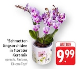 Schmetterlingsorchidee in floraler Keramik Angebote bei EDEKA Pforzheim für 9,99 €