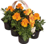 Aktuelle Hortensie Angebote bei Globus-Baumarkt in Leipzig Aktuelles Beet- und Balkonpflanzen Angebot bei Globus-Baumarkt in Leipzig ab 4,99 €