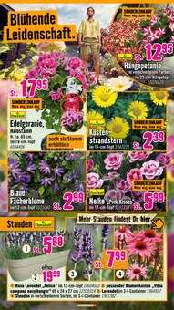 Blumentopf im Hornbach Prospekt "Den besten Preis kann nur anbieten, wer ihn wirklich hat." mit 32 Seiten (Essen)