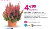 Bruyère "Erica Gracillis" - Delbard Bruyère "Erica Gracillis" à 4,99 € dans le catalogue Delbard