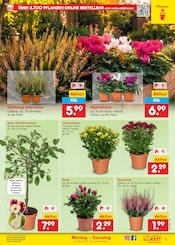Blumen im Netto Marken-Discount Prospekt in Gera Aktueller Netto Marken-Discount Prospekt mit Blumen, "Aktuelle Angebote", Seite 9
