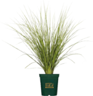 Lampenputzergas (Pennisetum compressum) für 12,99 € bei Globus-Baumarkt im Angebot Lampenputzergas (Pennisetum compressum) im aktuellen Globus-Baumarkt Prospekt