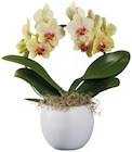 Orchidée twister ou arceau en promo chez Lidl Colmar à 15,99 €