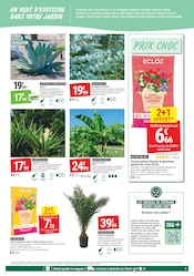 Promos Palmier dans le catalogue "UN ÉTÉ AU VERT À PETITS PRIX" de Gamm vert Palmier en promo dans le catalogue Gamm vert à la page 5