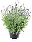Sommerstauden im Angebot bei Thomas Philipps in Hamm Sommerstauden Angebote bei Thomas Philipps Hamm für 1,99 €