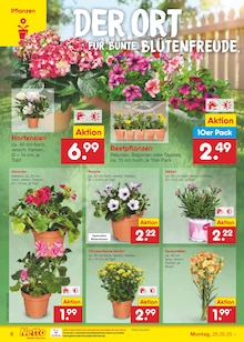 Hortensie im aktuellen Netto Marken-Discount Prospekt (Dortmund) Hortensie im Netto Marken-Discount Prospekt "Aktuelle Angebote" mit 63 Seiten (Dortmund)