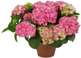 Bauerhortensie im Angebot bei REWE in Germering Bauerhortensie Angebote bei REWE Germering für 9,99 €