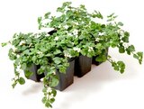 Petunien, Bidens, Verbenen, Lobelien, Bacopa, Brachyscome oder Sanvitalia Angebot in Pirk Petunien, Bidens, Verbenen, Lobelien, Bacopa, Brachyscome oder Sanvitalia im aktuellen Prospekt bei Thomas Philipps in Pirk