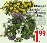 Aktuelle Farbe Angebote bei EDEKA in Ingolstadt Aktuelles "Sanvitalia" oder Schneeflockenblume "Bacopa" Angebot bei EDEKA in Ingolstadt ab 1,99 €