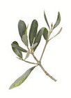 Natives Olivenöl extra g.U. Kriti Angebote von Eridanous bei Lidl Reutlingen für 9,99 €