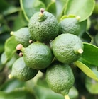 Penny Mönchengladbach - Bio-Limetten Angebot im Prospekt Bio-Limetten bei Penny im Mönchengladbach Prospekt für 1,49 €