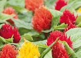 Federbusch im aktuellen Globus-Baumarkt Prospekt