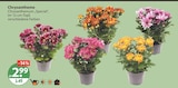 Chrysanthemum „Special“ von  im aktuellen V-Markt Prospekt für 2,99 €