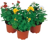 Chrysanthemen »Mini Swifty« Angebote bei REWE Ibbenbüren für 1,11 €