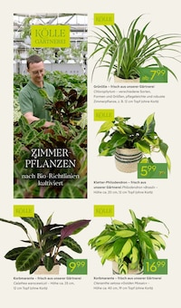 Zimmerpflanzen im Pflanzen Kölle Prospekt "VALENTINSTAG" mit 14 Seiten (München)