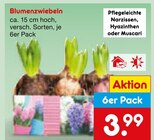 Blumenzwiebeln Angebote bei Netto Marken-Discount Lahr für 3,99 €