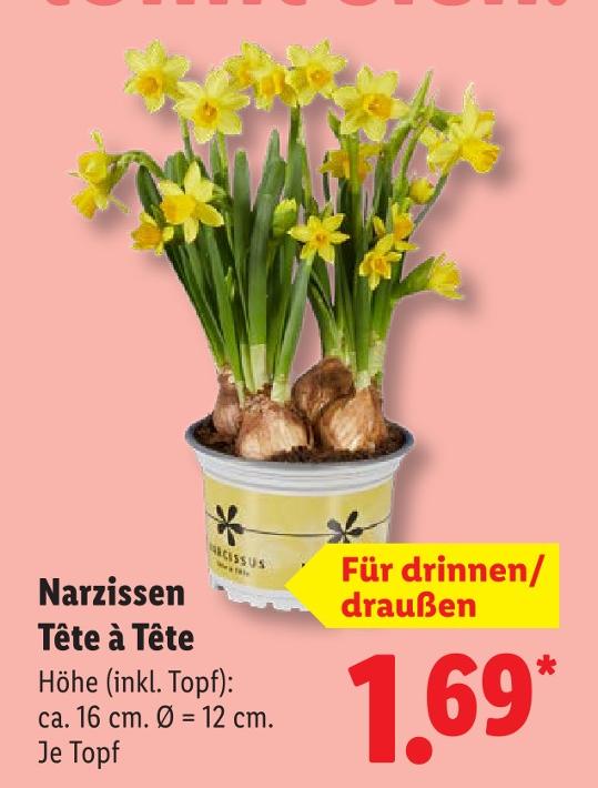 Narzissen Tête à Tête
