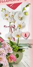 Phalaenopsis Schmetterlingsorchidee 2-Trieber bei E center im Schweich Prospekt für 14,99 €