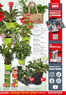 Blumen im aktuellen BAUHAUS Prospekt (Karlsruhe) Blumen im BAUHAUS Prospekt "Wenn's gut werden muss" mit 40 Seiten (Karlsruhe)