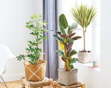 Plantes vertes - Carrefour Market à Gennevilliers Plantes vertes en promo chez Carrefour Market Gennevilliers à 7,99 €