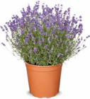 Aktuelle Blumen Angebote bei Netto Marken-Discount in Oberhausen Aktuelles Lavendelbusch Angebot bei Netto Marken-Discount in Oberhausen ab 4,99 €