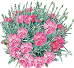 Garten Nelke "Violett Wonder" im aktuellen V-Markt Prospekt