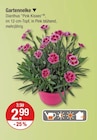 Gartenneke für 2,99 € bei V-Markt im Angebot Gartenneke im aktuellen V-Markt Prospekt