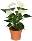 Flamingoblume im Angebot bei Netto Marken-Discount in Suhl Flamingoblume Angebote bei Netto Marken-Discount Suhl für 5,99 €