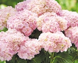 Aktuelle Hortensie Angebote bei ROSENGUT Langerwisch in Potsdam Aktuelles Bauernhortensie Angebot bei ROSENGUT Langerwisch in Potsdam ab 29,99 âŹ