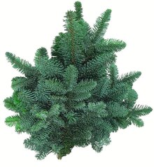 Nobilis- oder Nordmanntanne bei Jawoll in Cuxhaven Nobilis- oder Nordmanntanne im Angebot bei Jawoll Cuxhaven für 9,99 €