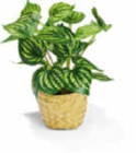 Philodendron Angebote bei Netto Marken-Discount Düsseldorf für 4,99 €