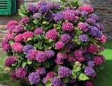 Hortensia macrophylla en promo chez Super U Saint-Nazaire à 13,99 €