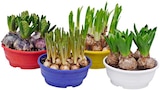 Blumenzwiebelmix in Schale Hyazinthe im Angebot bei REWE in Regensburg Blumenzwiebelmix in Schale Hyazinthe Angebote bei REWE Regensburg für 3,99 €