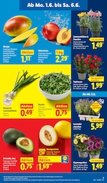 Pflanzen Angebot im aktuellen Lidl Prospekt auf Seite 13