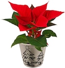 Mini Weihnachtsstern im Angebot bei REWE in Germering Mini Weihnachtsstern Angebote bei REWE Germering für 1,99 €