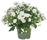 Glockenblume Angebote bei Kaufland Borken für 2,99 €