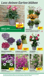 Aktueller toom Baumarkt Prospekt mit Dekoration, "Respekt, wer's selber macht.", Seite 8