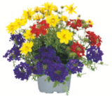 toom Baumarkt Weimar - Sommertrio Angebot im Prospekt Sommertrio bei toom Baumarkt im Weimar Prospekt für 4,59 €