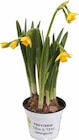 Aktuelles Narzisse "tête à Tête" (narcissus Cyclamineus) Angebot bei OBI in Hannover ab 1,39 €