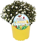 Gartenstauden im Angebot bei REWE in Wetzlar Gartenstauden Angebote von Nektar-MANIA bei REWE Wetzlar für 2,49 €