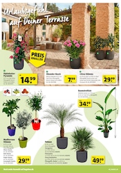 Aktueller Hagebaumarkt Prospekt mit Pflanzen, "LASS DEN SÜDEN BEI DIR EINZIEHEN", Seite 2