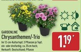 Chrysanthemen-Trio von Gardenline für 1,19 € bei ALDI Nord im Angebot Chrysanthemen-Trio von Gardenline im aktuellen ALDI Nord Prospekt