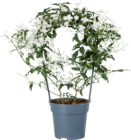 Jasmin duo en promo chez Lidl Caen à 4,99 €